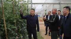 南靖县带领深切龙山镇调研春季农业出产工做